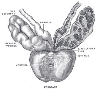 Infertility Lingo