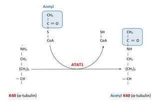 Zift Infertility Procedure