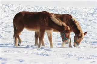 Infertility in Dairy Cattle Ppt