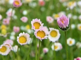 Infertility Support Groups Pittsburgh