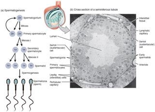 Infertility Nedir
