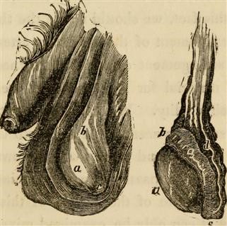 Infertility Specialists Medicine
