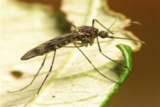 Infertility After Std
