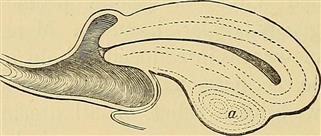 Infertility Evaluation Aafp