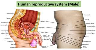 Infertility Doctors Mangalore