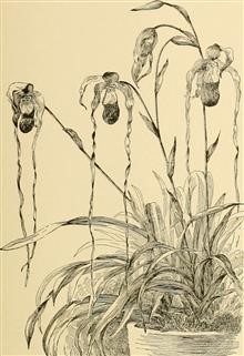 Process for Infertility