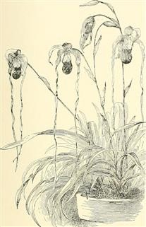 Infertility Literature Quotes