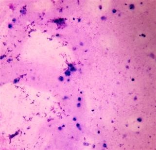 Nutrition and Infertility in Animals