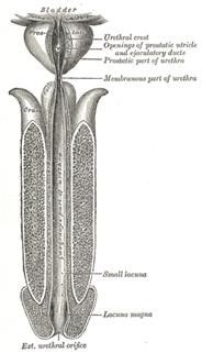 Research Articles on Infertility Treatment