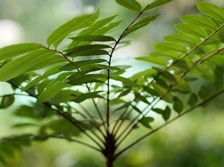 Ayurveda Infertility Treatment in Kerala