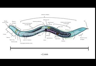 Infertility Center Trivandrum