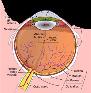 Infertility Cause Radiation