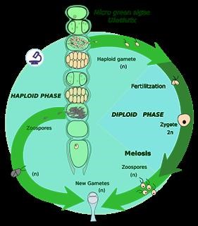 Infertility Treatments Natural