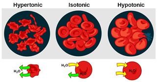 Infertility Definition Eshre