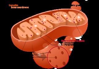 Infertility Process Cost