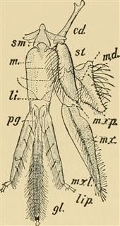 Infertility in Female Causes
