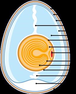 Ketorolac Infertility