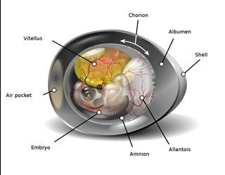 Letrozole Infertility Pcos