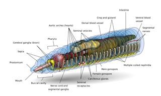 Infertility Treatments in Animals