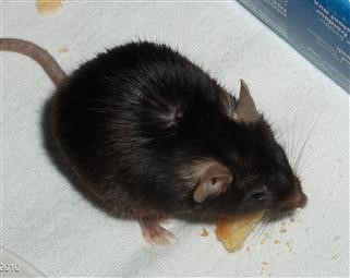 Infertility Related Research Topics