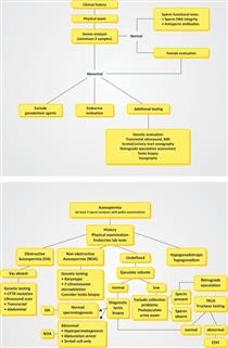 Ultrasound for Infertility Diagnosis