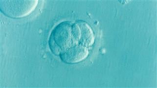 Infertility Breakthrough