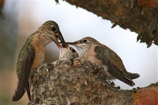 Virus and Infertility