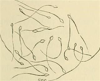 Scientific Journal Articles on Infertility