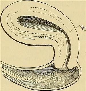 Basic Infertility Workup