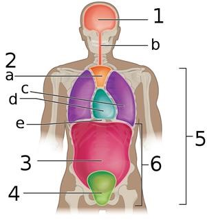 Acupuncture in Infertility