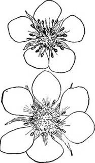 Female Infertility Homeopathic Medicine