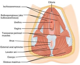 Infertility Due to Disease