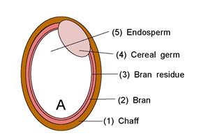 Blood Types Infertility