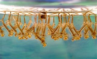 Infertility Definition Examples