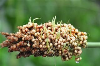 Infertility Gynecology Slideshare
