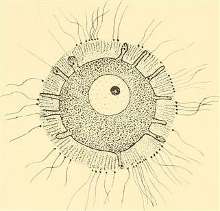 Unexplained Infertility Causes