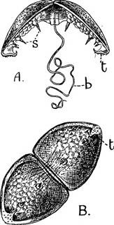 Infertility Medical Journals