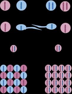 Infertility Sterility Difference