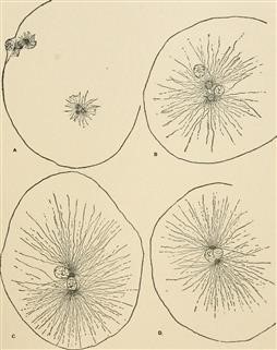 Ovarian Cancer and Infertility