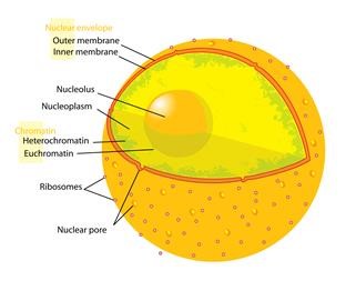 Infertility Images Free