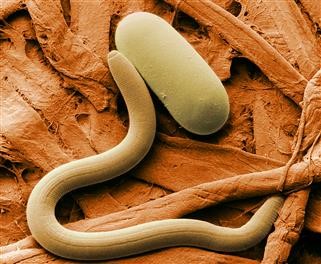 Infertility Doctor in Pasig