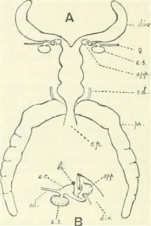 Infertility Options for Low Sperm Count