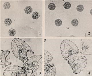 Remedies for Infertility and Sterility
