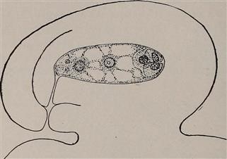 Urologist Treat Infertility