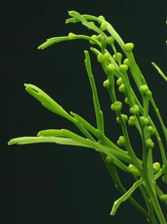 Abraham's Infertility Research & Gynae Centre Changanassery Kerala