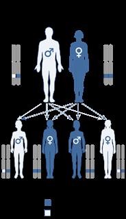 Hybrid Infertility Definition Biology